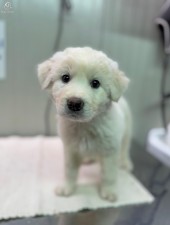 Manu (M)